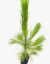 Pinus Ellioti - comprar online