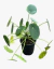Pilea Peperomioides - comprar online