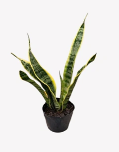 Sansevieria Variegada - comprar online