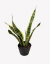 Sansevieria Variegada en internet