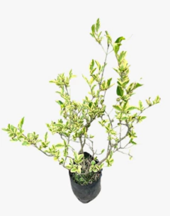 Ligustrum Aureo - comprar online