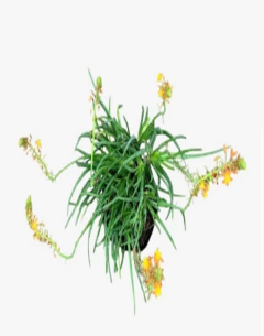 Bulbine caulescens en internet