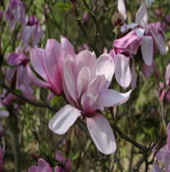 Magnolia - Magnolia Liliflora - vivero vip garden
