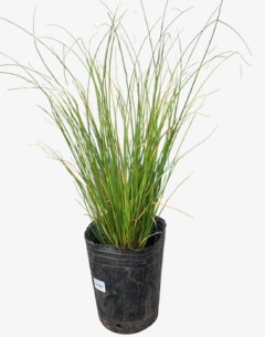 Carex Green en internet