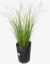 Carex Green en internet
