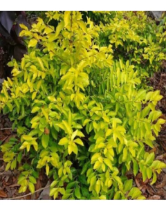 Duranta Repens Aurea - tienda online