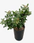 Rosal pie bajo Floribunda - comprar online