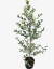 Eugenia Variegada