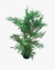 Cupressus Leylandi en internet