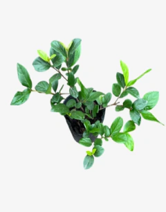 Laurentino Suspensum - comprar online