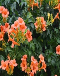 Bignonia Radicans - comprar online
