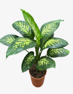 Diefenbachia Tropic - comprar online