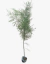 Casuarina - comprar online