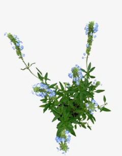 Salvia celeste - comprar online
