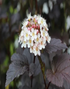 Physocarpus Diabolo - tienda online