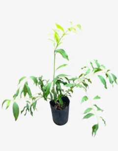 Cocculus laurifolius - comprar online
