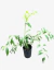 Cocculus laurifolius - comprar online