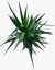 Yucca en internet