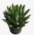 Agave Multilifera