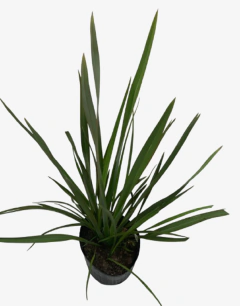Formio Verde - comprar online