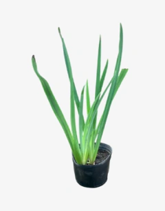 Iris Pseudoacorus - comprar online