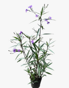 Ruellia Macrantha - comprar online