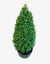 Buxus Conico en internet