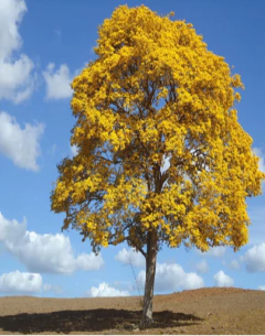 Lapacho Amarillo en internet