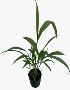 Pasto Palmera