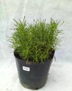 Santolina Japonica