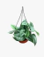 Pothus Silver en internet