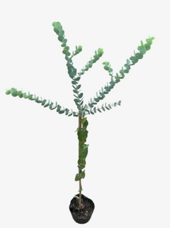 Eucalyptus medicinal - Eucalyptus cinerea - comprar online