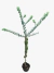 Eucalipto medicinal - comprar online
