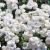 Rosal pie bajo Iceberg - vivero vip garden