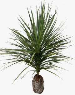 Dracena Verde - comprar online