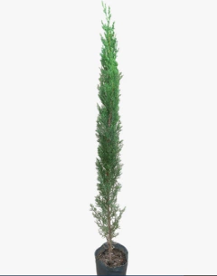 Cupressus Stricta en internet
