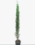 Cupressus Stricta en internet