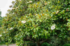 Magnolia Grandiflora - comprar online