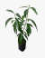 Palta - comprar online
