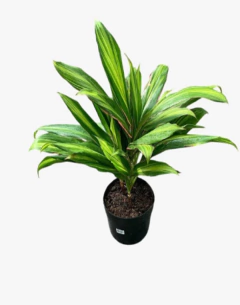 Dracena Kiwi - tienda online
