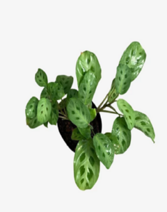 Calathea Maranta Kerchoviana en internet