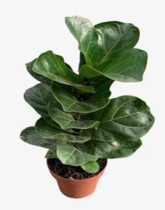 Ficus Pandurata Bambino - comprar online
