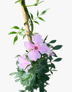 Bignonia Pandorea