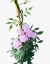 Bignonia Pandorea