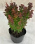 Berberis Thumbergii Red Pillar