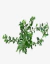 Duranta Erecta Alba - comprar online