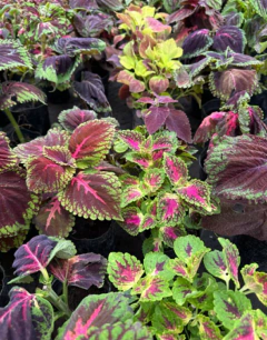 Coleus - comprar online