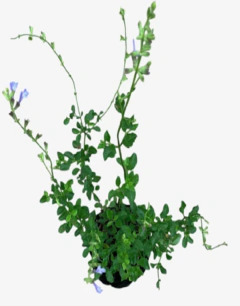 Salvia African Sky - comprar online