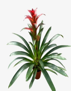 Guzmania Roja - comprar online
