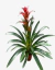 Guzmania Roja - comprar online